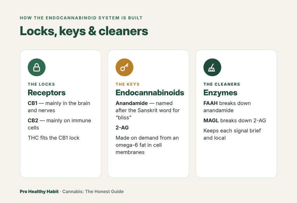 Diagram of the endocannabinoid system's three parts: receptors CB1 and CB2 as locks, anandamide and 2-AG as keys, and the enzymes FAAH and MAGL as cleaners