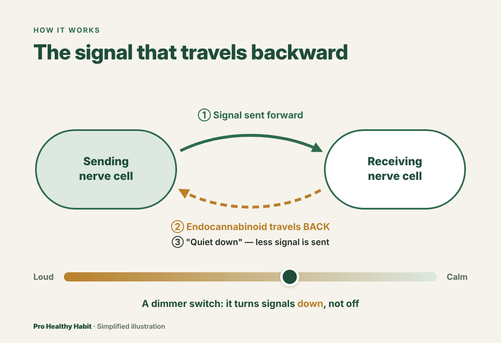 Diagram of two nerve cells: a signal travels forward, then an endocannabinoid travels backward to tell the sending cell to quiet down, shown as a dimmer moving from loud to calm