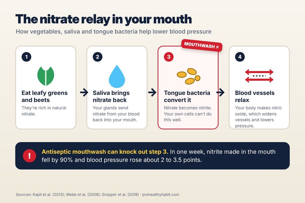 Is Your Mouthwash Raising Your Blood Pressure? What the Science Says 1 oral bacteria nitrate nitric oxide blood pressure